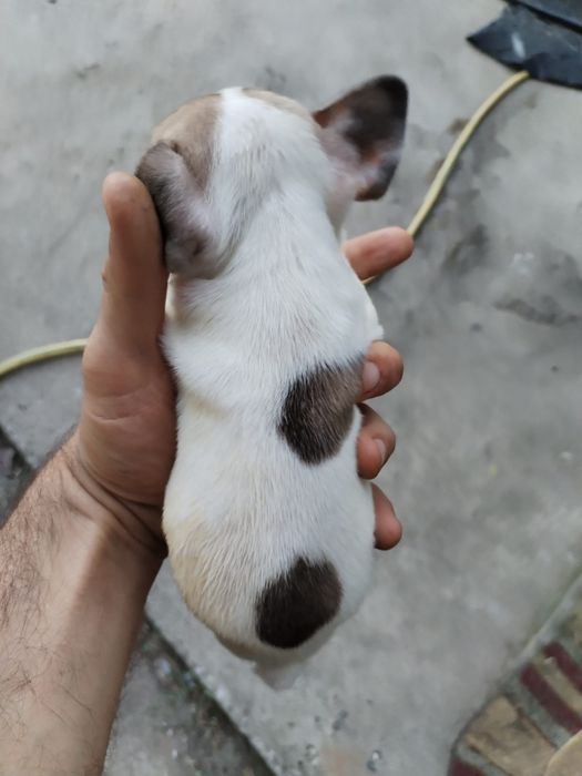 Lindo macho buldogue francês