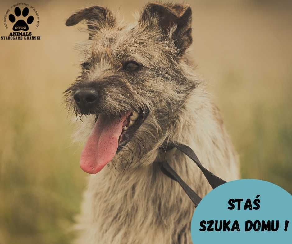 Mały Staś szuka domu