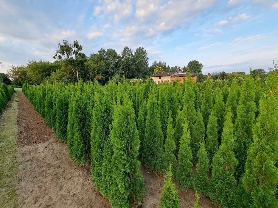 Tuja Szmaragd z gruntu
