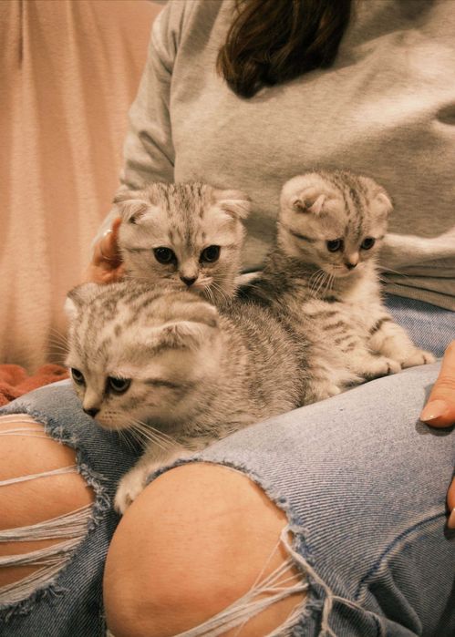 Kotka szkocka zwisłoucha