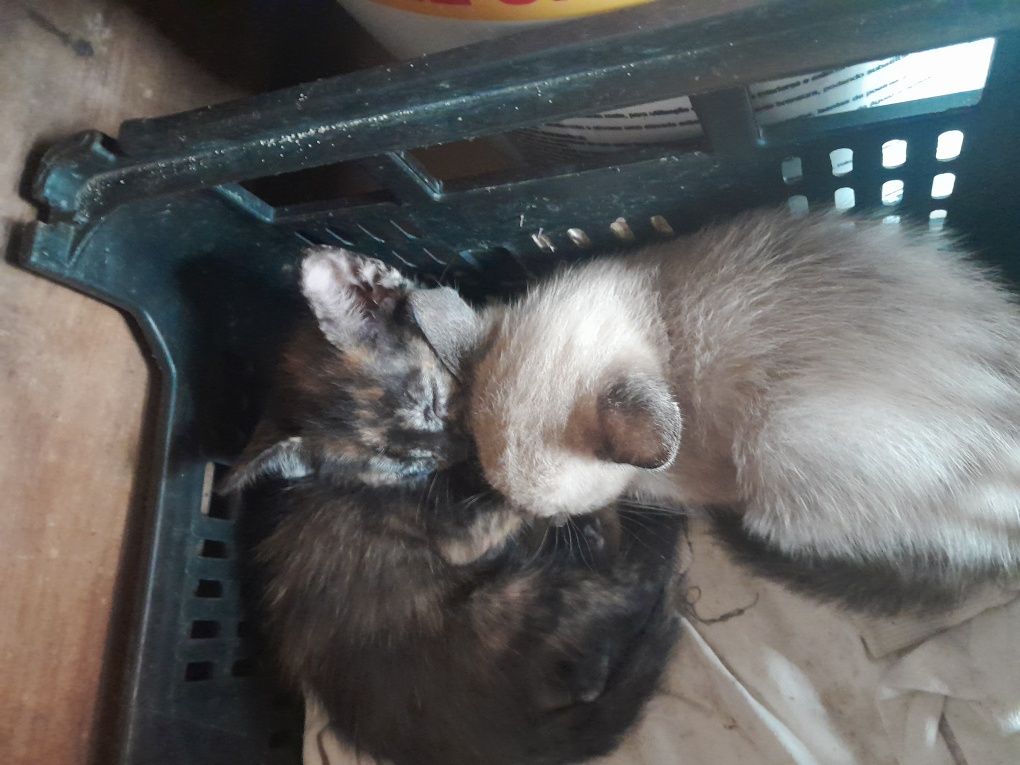 Gatinhos para adoçao