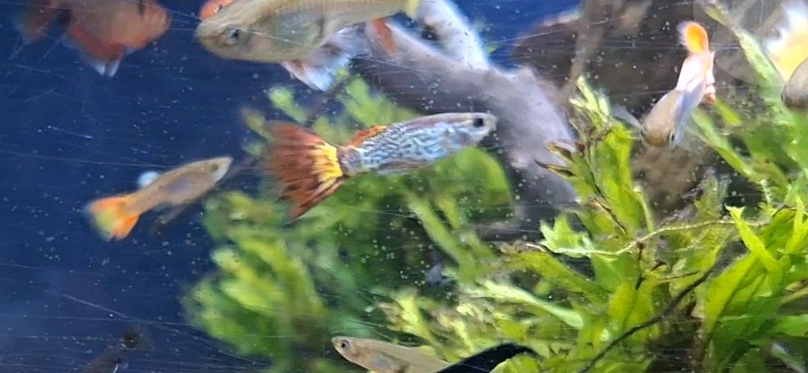 Guppys coloridos