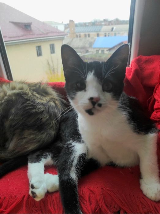 Красивый котик (мальчик), черно-белый кот, котенок даром