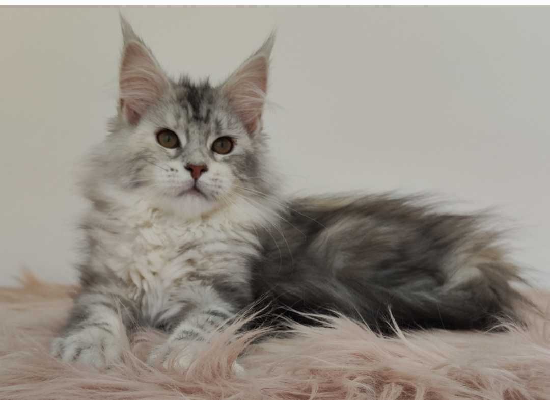 Maine Coon cudne kocie