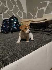 Jack Russell terrier