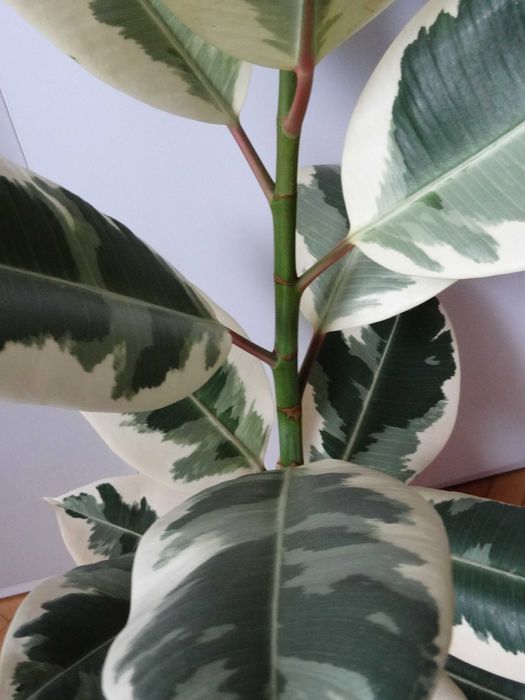 Figowiec sprężysty Variegata, wys. 78 cm