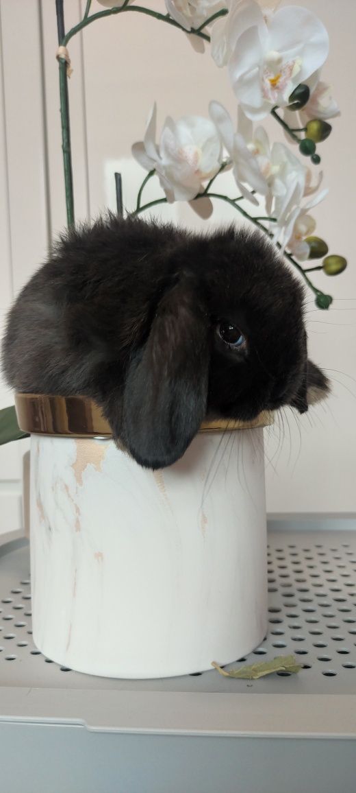 Mini Lop królik gotowe do odbioru