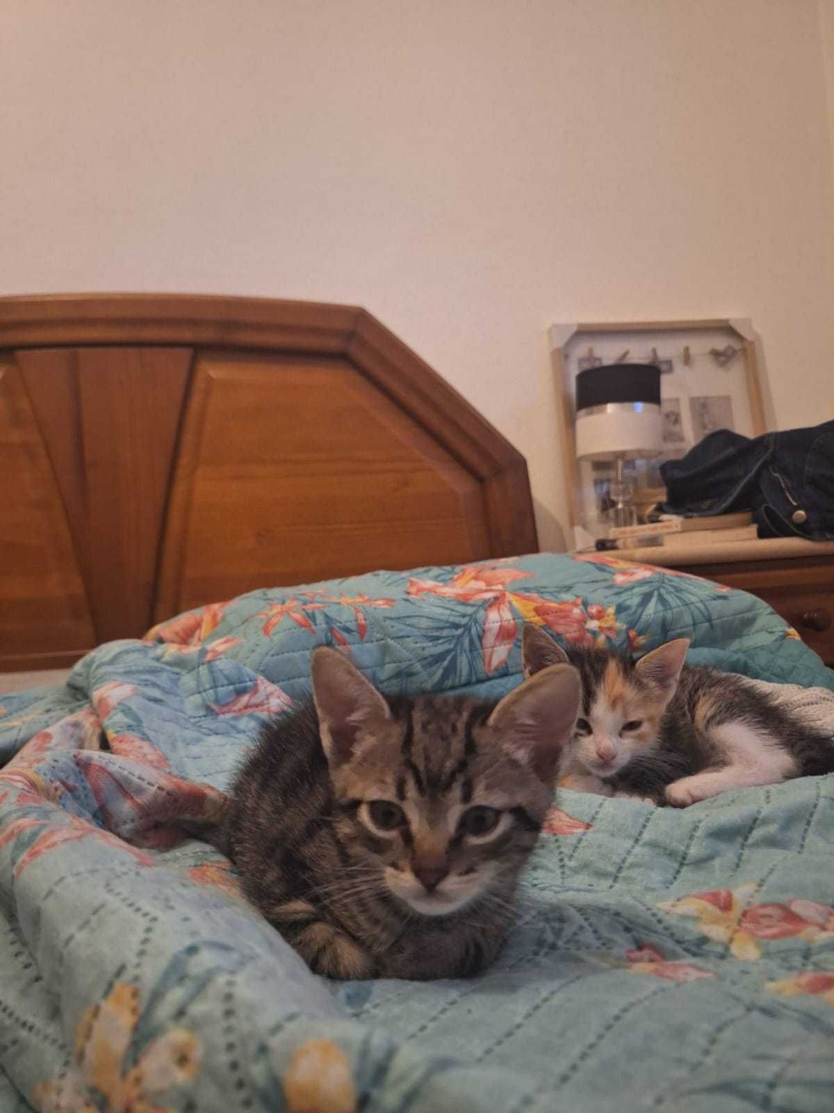 Dou gatinho bebé macho faz 2 meses dia 20
