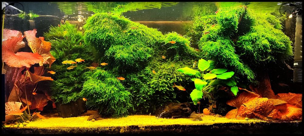 Sprzedam mech do akwarium