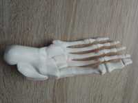 Prawa stopa kostek szkielet ciało człowieka National Geographic