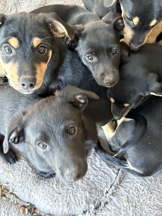 szczeniaki na oddanie