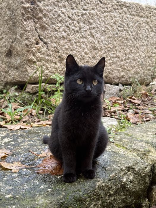 Gatinhos para adopçao responsavel