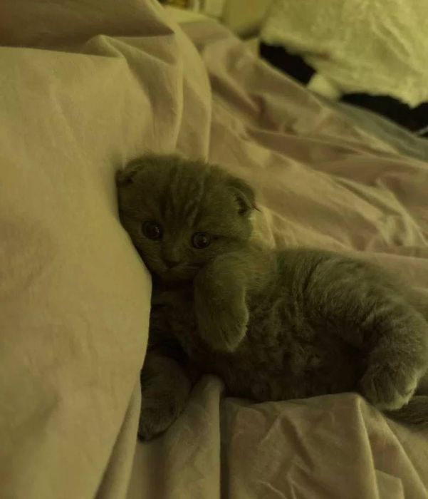 Висловуха британка дівчинка