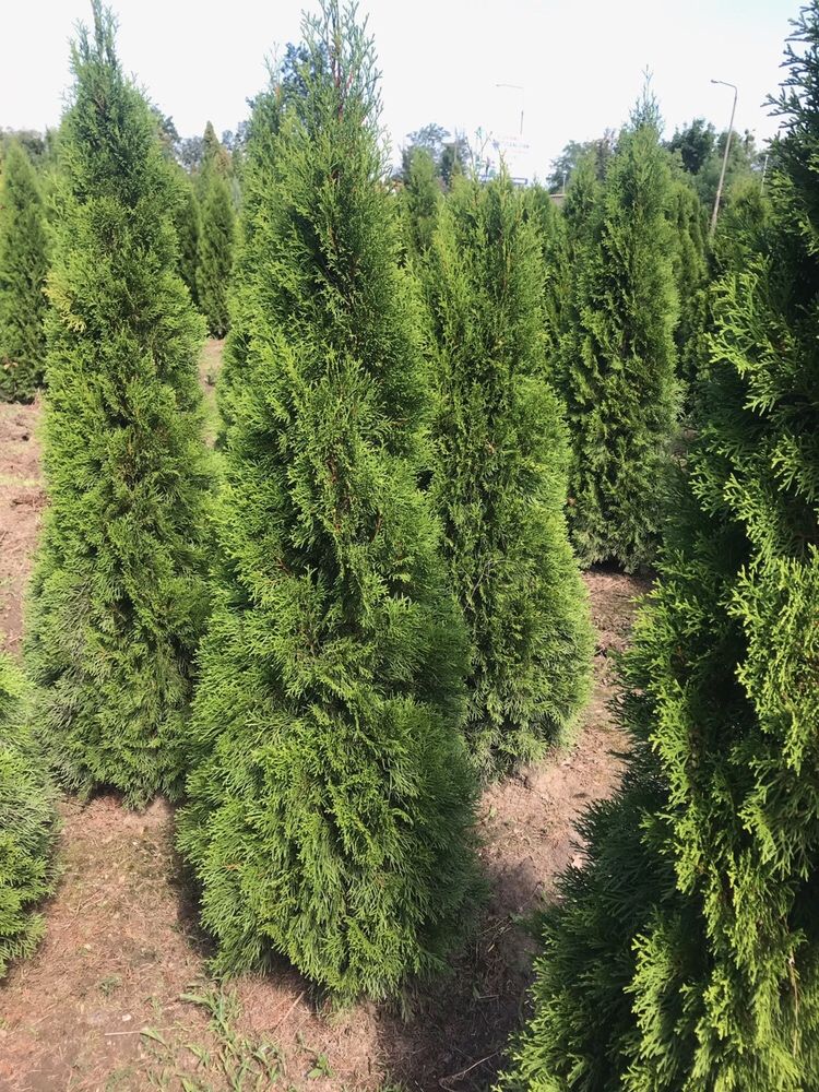 Tuja Thuja Żywotnik „Szmaragd” ok. 260-280 cm Szkółka WROCŁAW