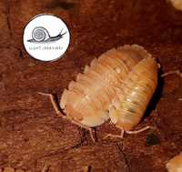 Armadillidium pallasi orange 12 szt isopody prosionki kulanki ekipa