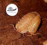 Armadillidium pallasi orange 12 szt isopody prosionki kulanki ekipa