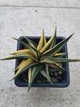 Haworthia Limifolia Spiralis Variegata