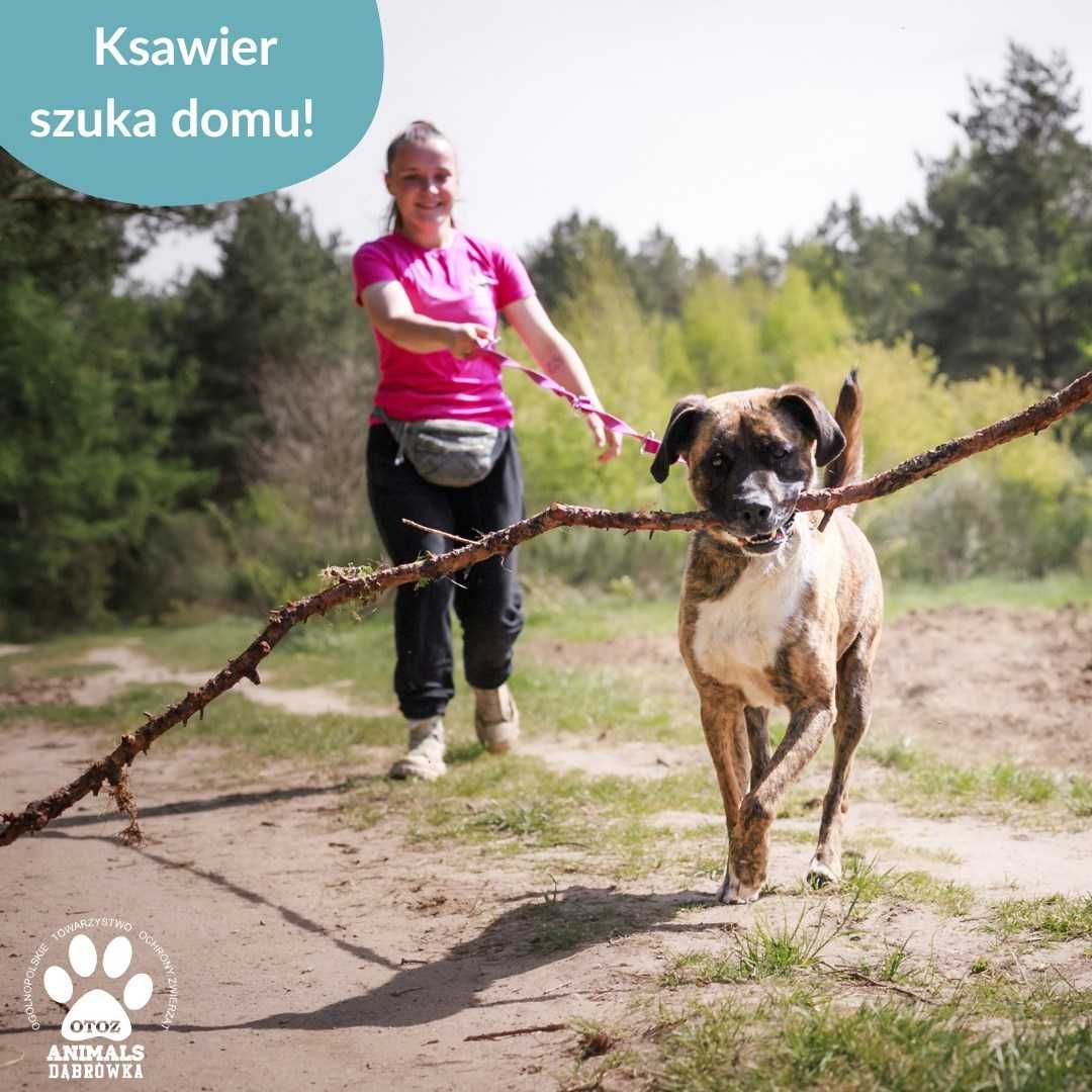 Ksawier szuka domu