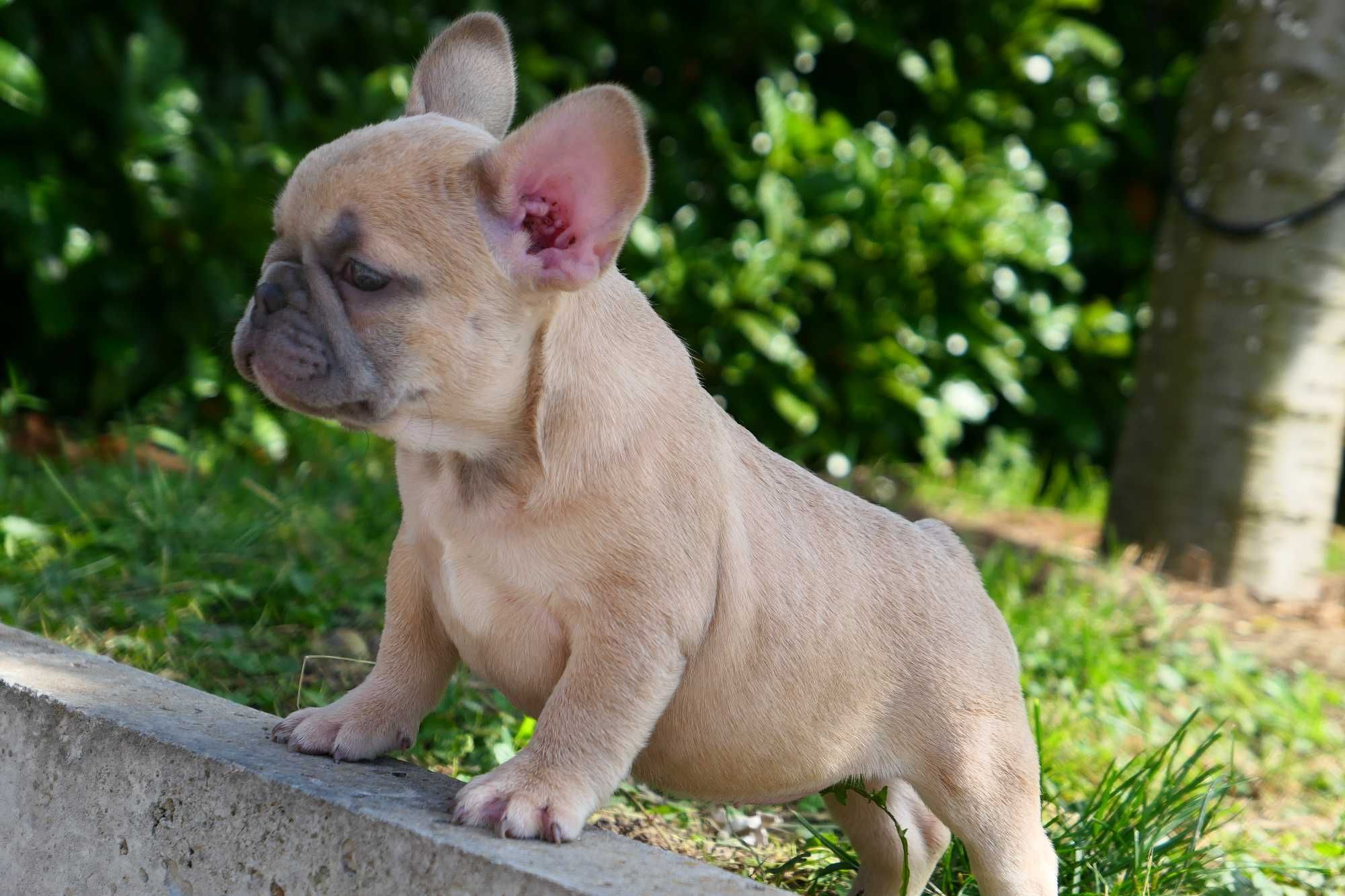 Buldog Francuski- Suczka