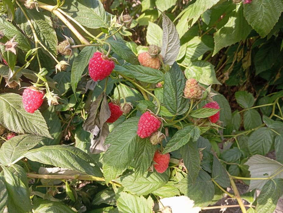 Sprzedam sadzonki malin Glenn, Mapema