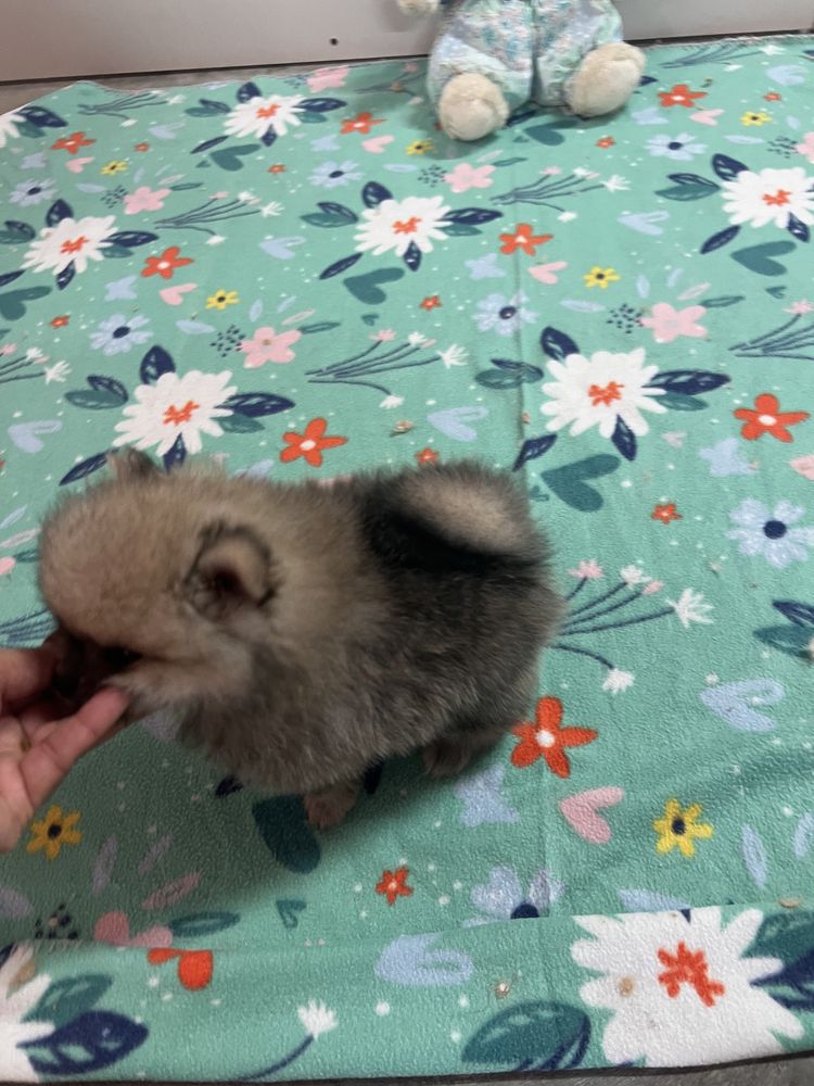 Lindo spitz alemao anao
