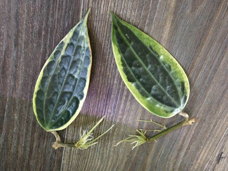 Hoya hoja macrophylla albomarginata 2 sadz. ukorzenione