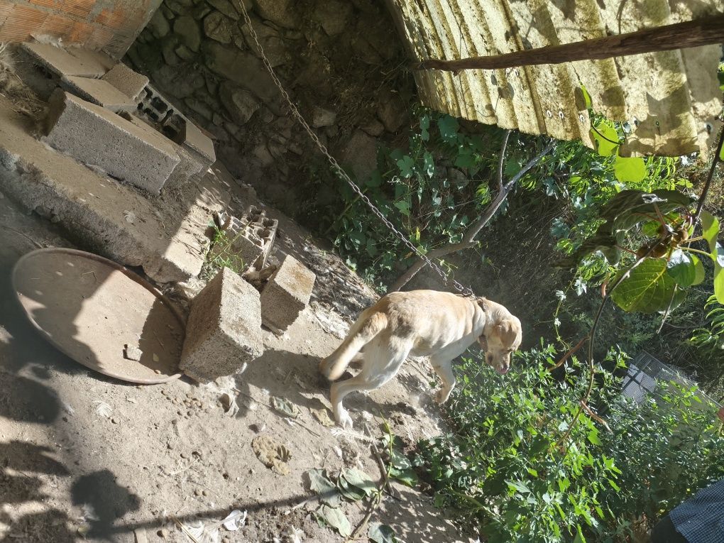 Cão labrador Puro