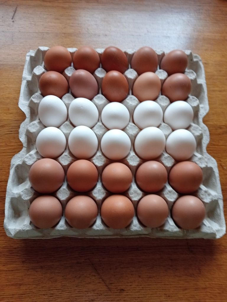 Домашні курині яйця