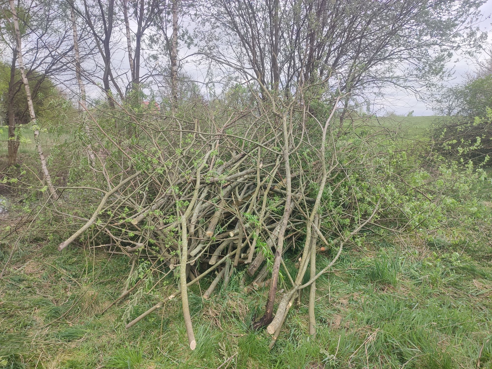 Odam gałęzie do rębaka