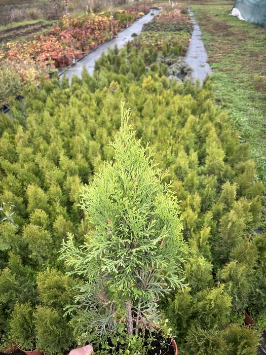 Туя смарагд, даніка, ялина коніка, ялівці, сосна звичайна, ялина