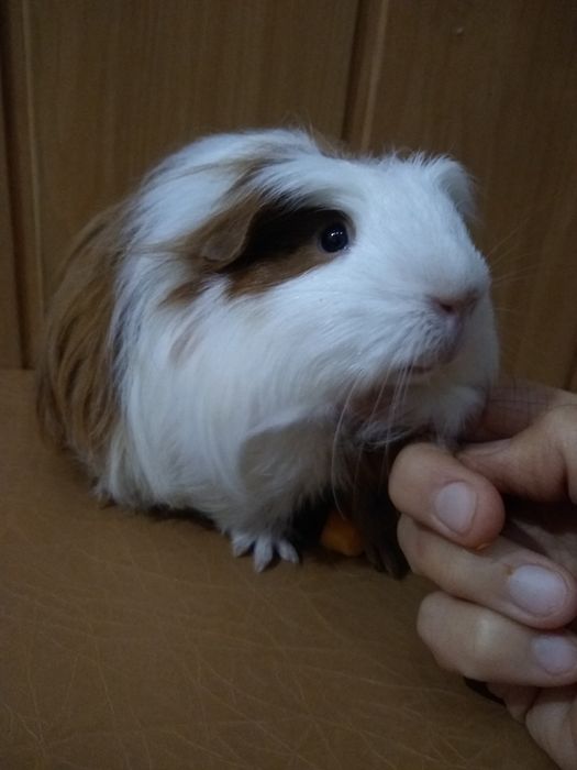 Морские свинки Коронет