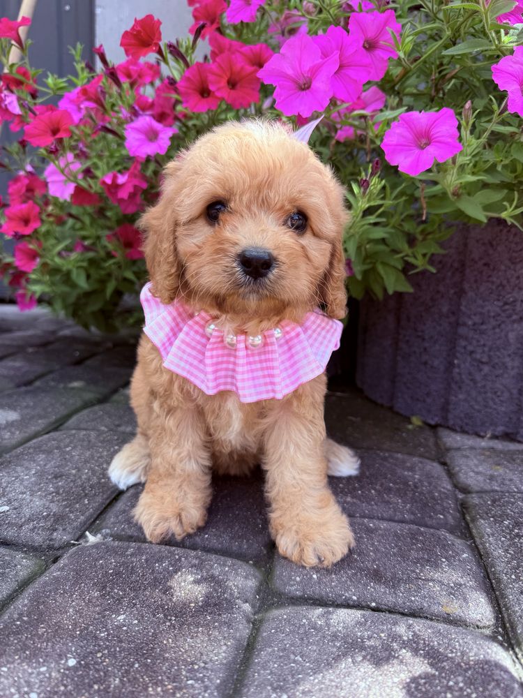 Cavapoo Sunia Hybryda Ras
