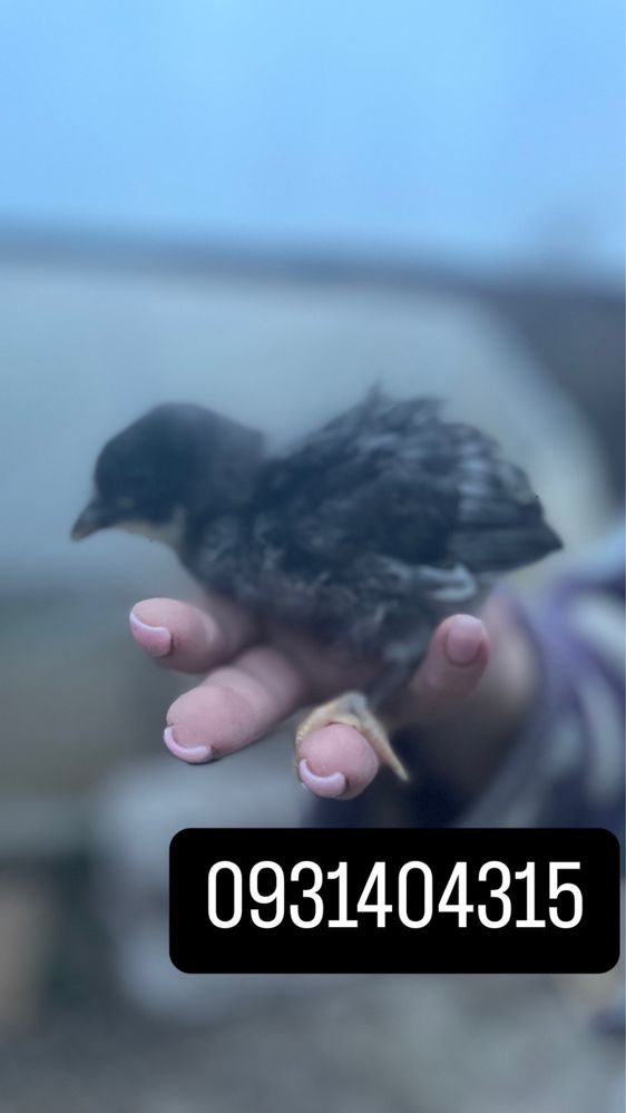 інкубаційне яйце