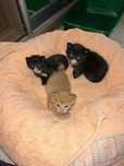 Koty do adopcji Radom