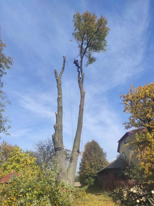 Wycinka drzew Alpinistycznie Profesjonalnie
