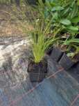 STIPA Pony Tails