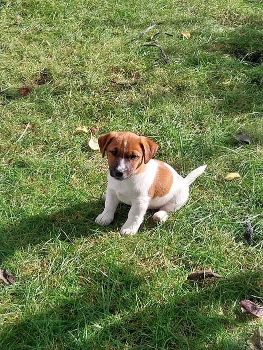 Jack Russell Terrier - Piesek