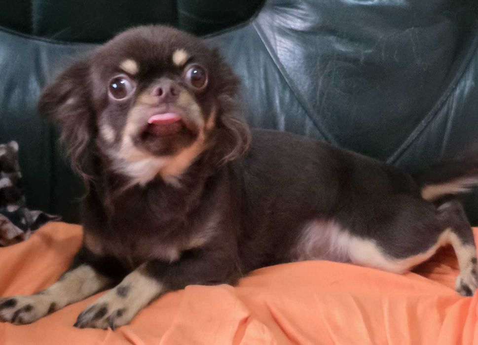 Chihuahua Fêmea com 2 anos procura família. Cor Chocolate afogueado