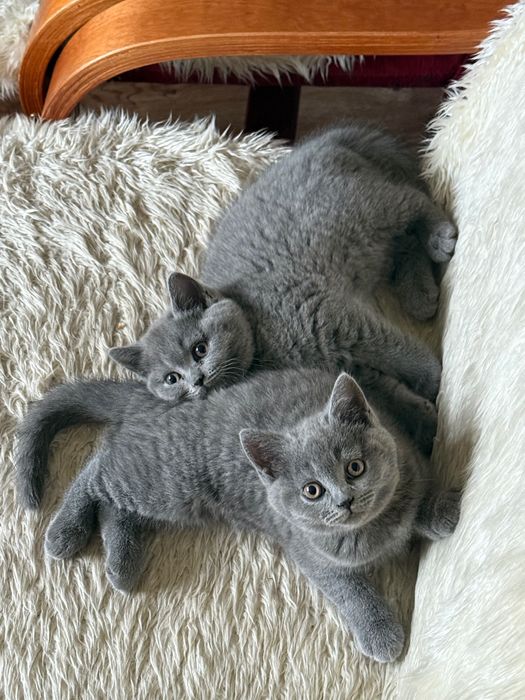 Kot brytyjski krótkowłosy