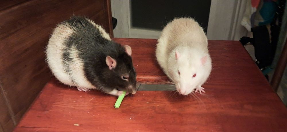 Oddam szczurki samce