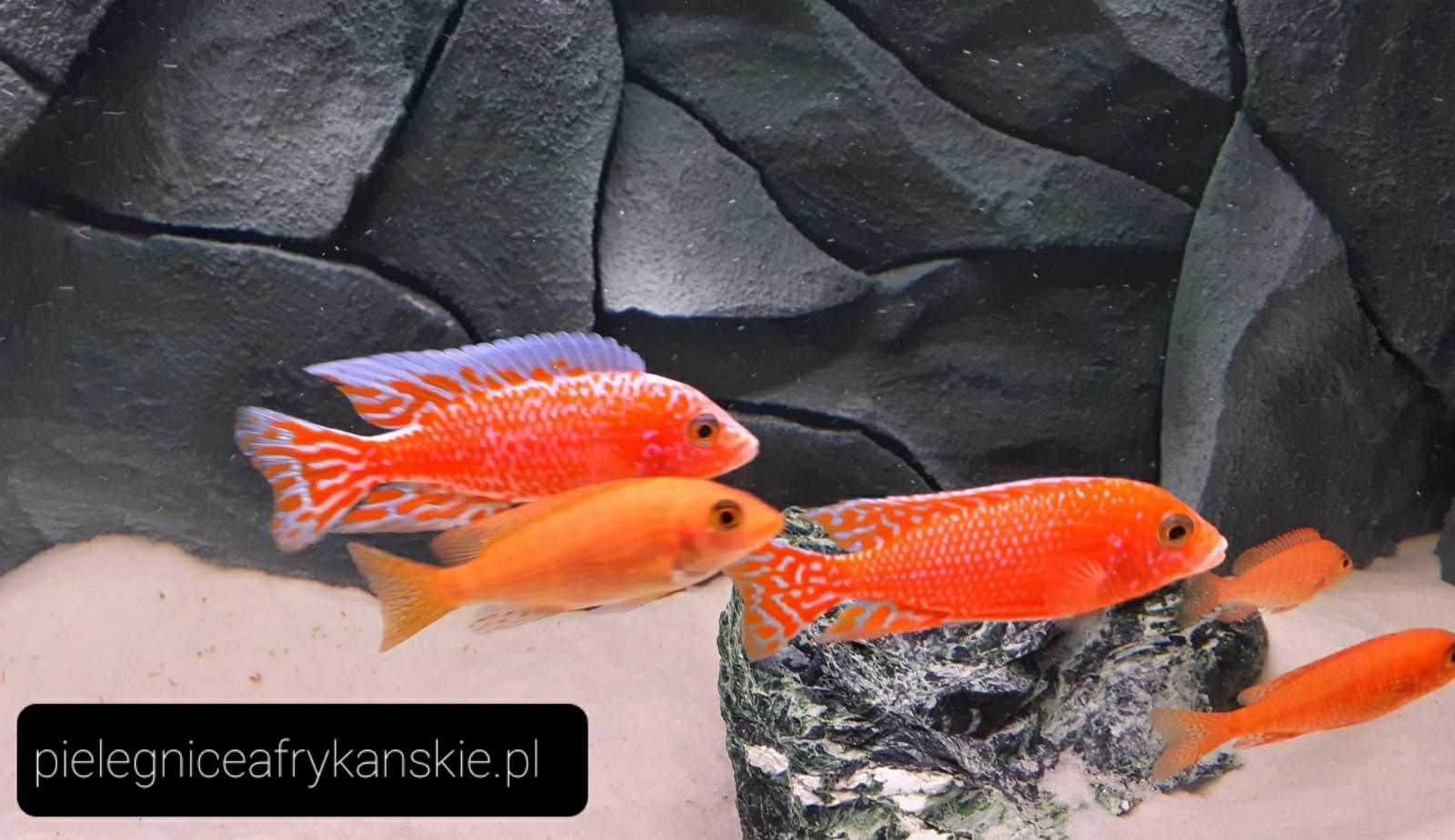 Aulonocara fire fish.Pyszczaki z Malawi. Wysyłka.