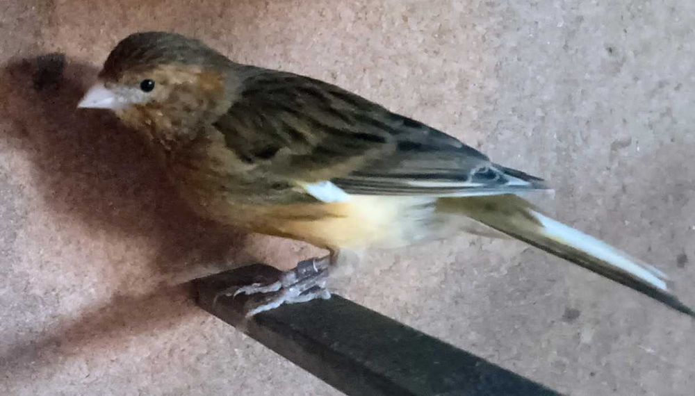 Canários, vários tipos e raças