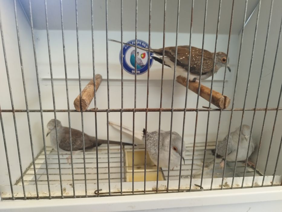 Rolas diamante novas