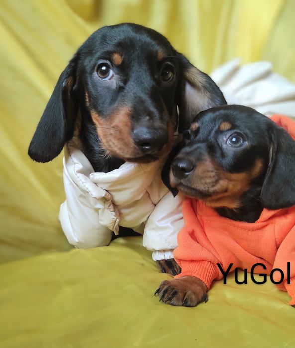 Породисті мініатюрні діти