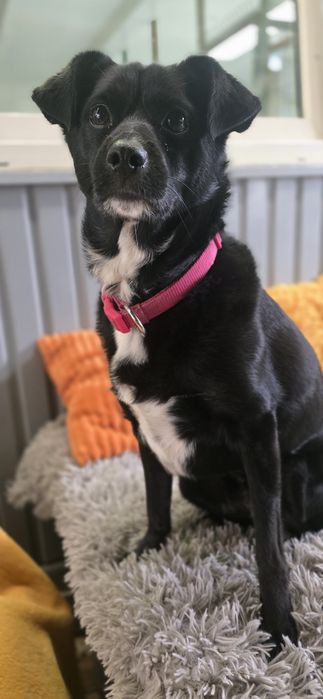 Mała sunia do adopcji