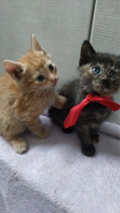 Усіх пятеро котиків з низ 2 хлопчики