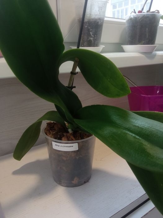 Орхідея біла зі сплешем