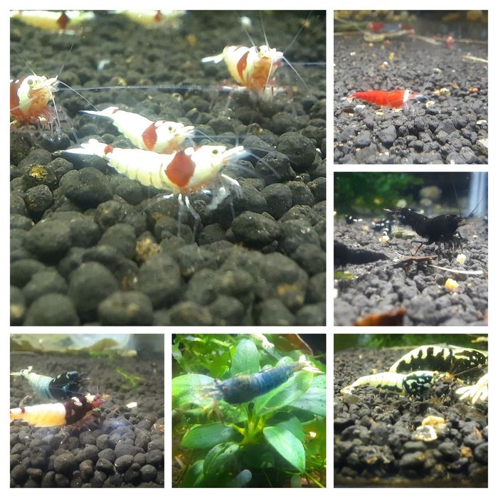 krewetki  różne galaxy PRL PBL King Kong Panda Blue Bolt Wine Red SCR