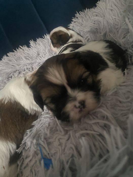 Szczeniak shih-tzu suczka