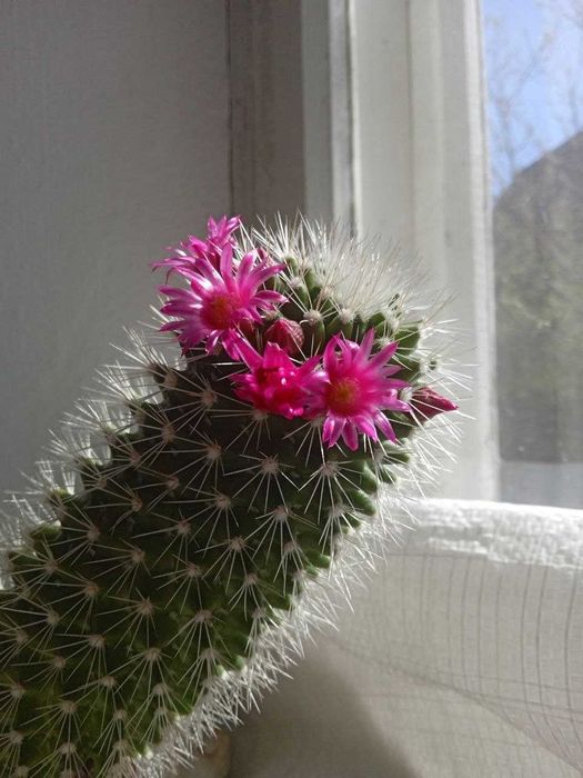 Кактус цвіте рожевими квітами